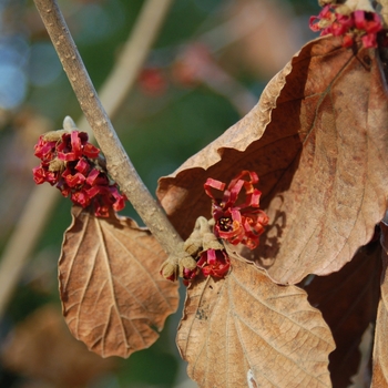 Hamamelis x intermedia 'Diane' (004496)