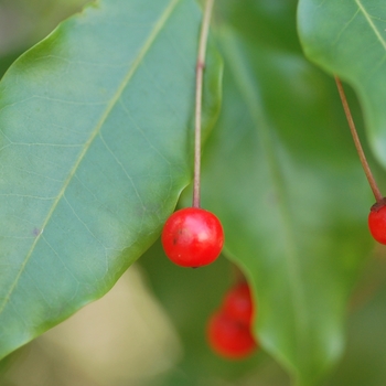 Ilex pedunculosa '' (004500)