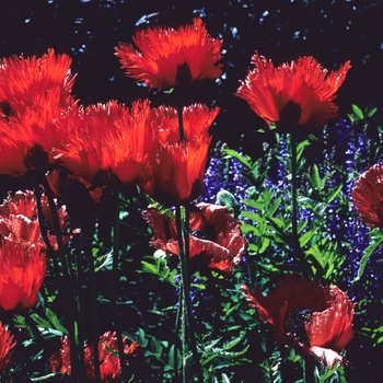 Papaver orientale 'Fringed Form' (004514)