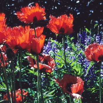 Papaver orientale 'Fringed Form' (004516)