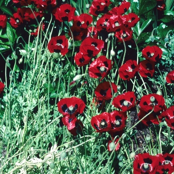 Papaver commutautm 'Ladybird' (004523)