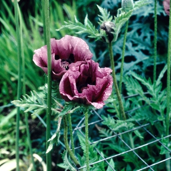 Papaver orientale 'Patty's Plum' (004529)