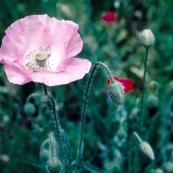 Papaver rhoeas '' (004533)