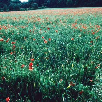 Papaver rhoeas '' (004534)