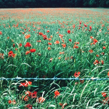 Papaver rhoeas '' (004535)