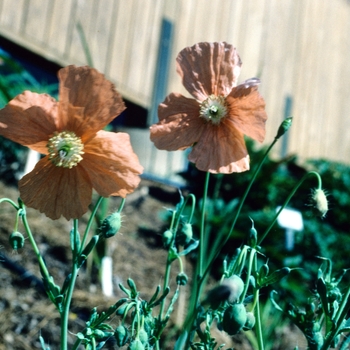 Papaver triniifolium '' (004543)