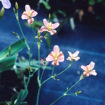 Pardancanda norrisii '' (004545)