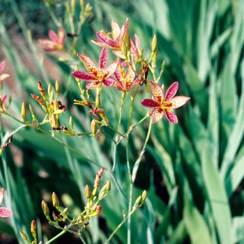 Pardancanda norrisii '' (004546)