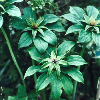 Paris tetraphylla '' (004550)