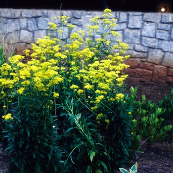 Patrinia scabiosifolia '' (004562)