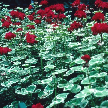 Pelargonium x hortorum 'Wilhelm Langguth' (004575)