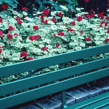 Pelargonium x hortorum 'Wilhelm Langguth' (004577)