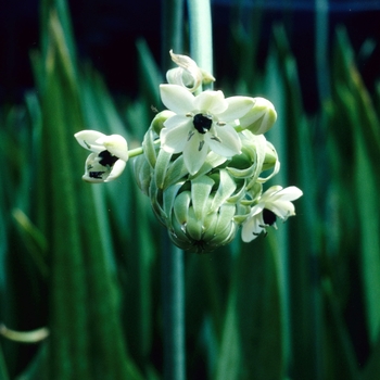 Ornithogalum saundersiae '' (004596)