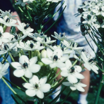 Ornithogalum saundersiae '' (004597)