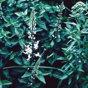 Orthosiphon stamineus 'Albus' (004603)