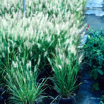 Pennisetum alopecuroides 'Cassian' (004612)