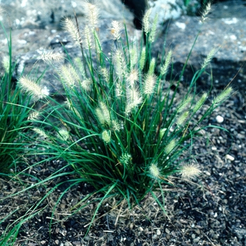 Pennisetum alopecuroides 'Cassian' (004613)