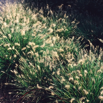 Pennisetum alopecuroides 'Little Bunny' (004614)