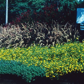 Pennisetum setaceum 'Burgundy Giant' (004615)