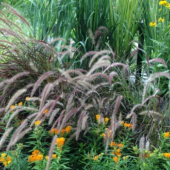 Pennisetum setaceum 'Burgundy Giant' (004616)