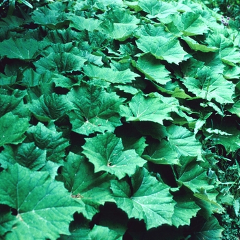 Petasites albus '' (004621)