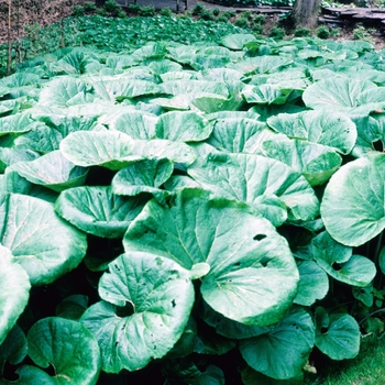 Petasites japonicum 'giganteum' (004624)