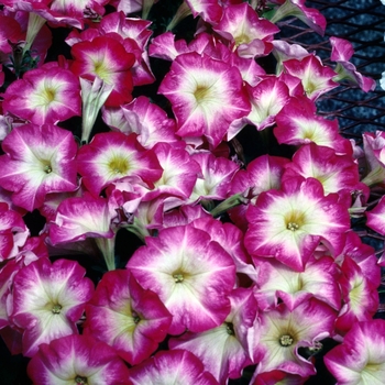 Petunia Horizon 'Coral Halo' (004640)