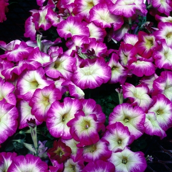 Petunia Horizon 'Rose Halo' (004642)