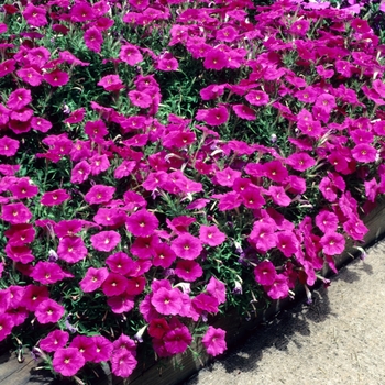 Petunia 'Primetime Rose' (004654)