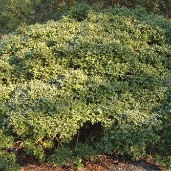 Ilex cornuta 'Rotunda' (004659)