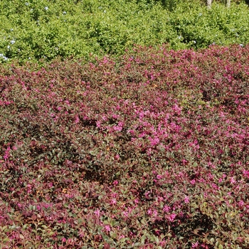 Loropetalum chinense var. rubrum '' (004661)