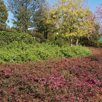 Loropetalum chinense var. rubrum '' (004663)