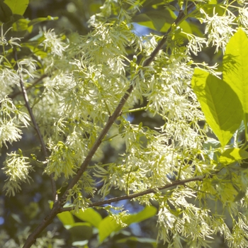 Chionanthus virginicus '' (004670)