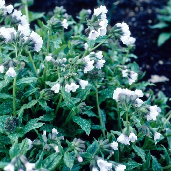 Pulmonaria saccharata 'Blue Mist' (004675)