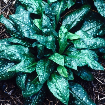 Pulmonaria 'Glacier' (004678)