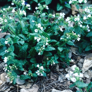 Pulmonaria 'Glacier' (004679)