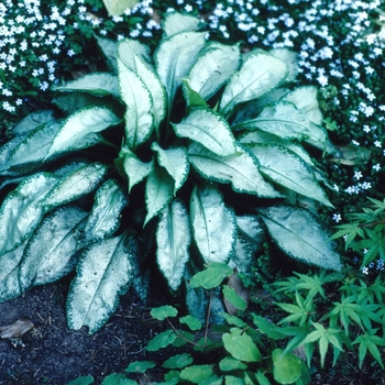 Pulmonaria 'Excalibur' (004683)