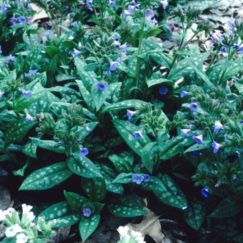 Pulmonaria saccharata 'Highdown' (004685)