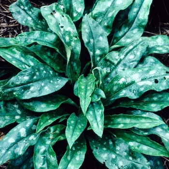 Pulmonaria saccharata 'Highdown' (004686)