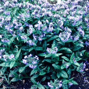 Pulmonaria saccharata 'Highdown' (004687)