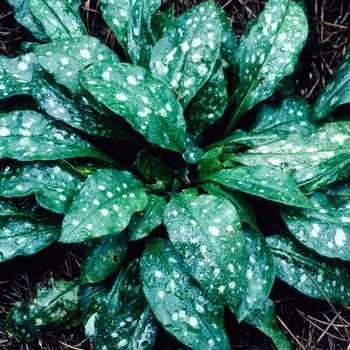 Pulmonaria saccharata 'Leopard' (004690)