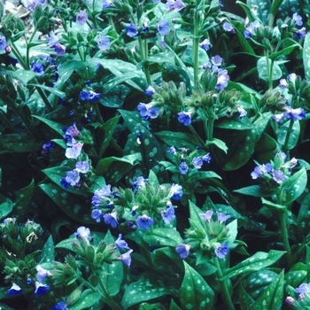 Pulmonaria saccharata 'Leopard' (004692)