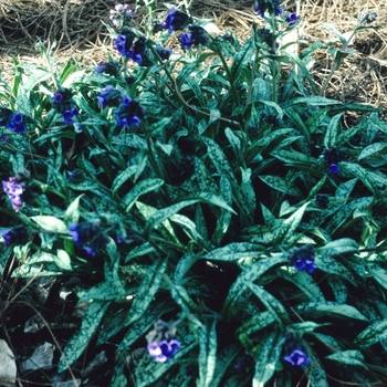 Pulmonaria longifolia 'Little Blue' (004694)