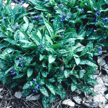 Pulmonaria 'Little Star' (004695)