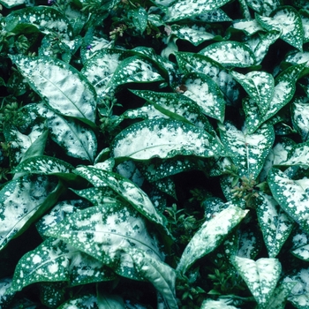 Pulmonaria saccharata 'Margery Fish' (004698)