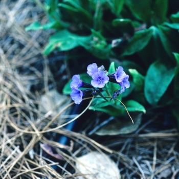 Pulmonaria saccharata 'Mawson's Variety' (004700)