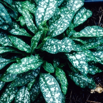 Pulmonaria 'Merlin' (004702)