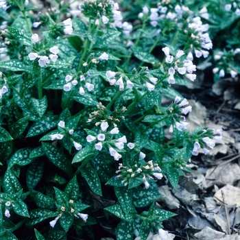 Pulmonaria saccharata 'Mrs Moon' (004704)