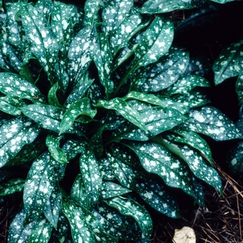 Pulmonaria saccharata 'Mrs Moon' (004705)