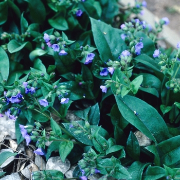 Pulmonaria saccharata 'Blue Ensign' (004713)